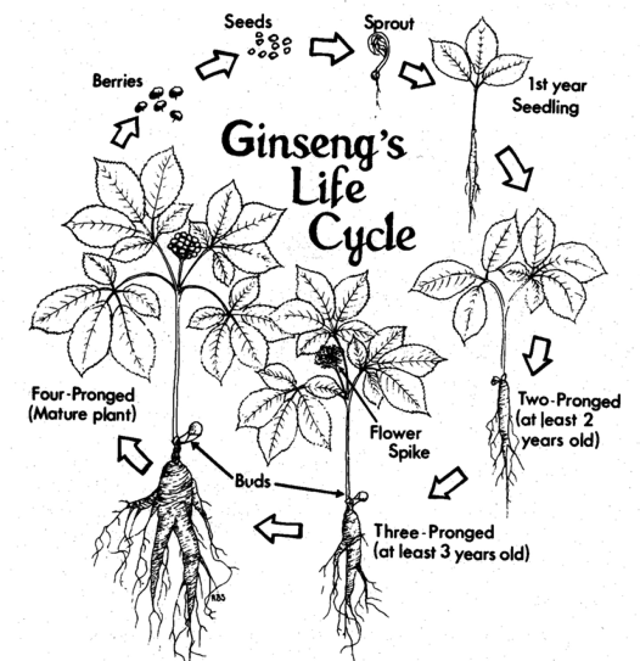 Ginseng life cycle