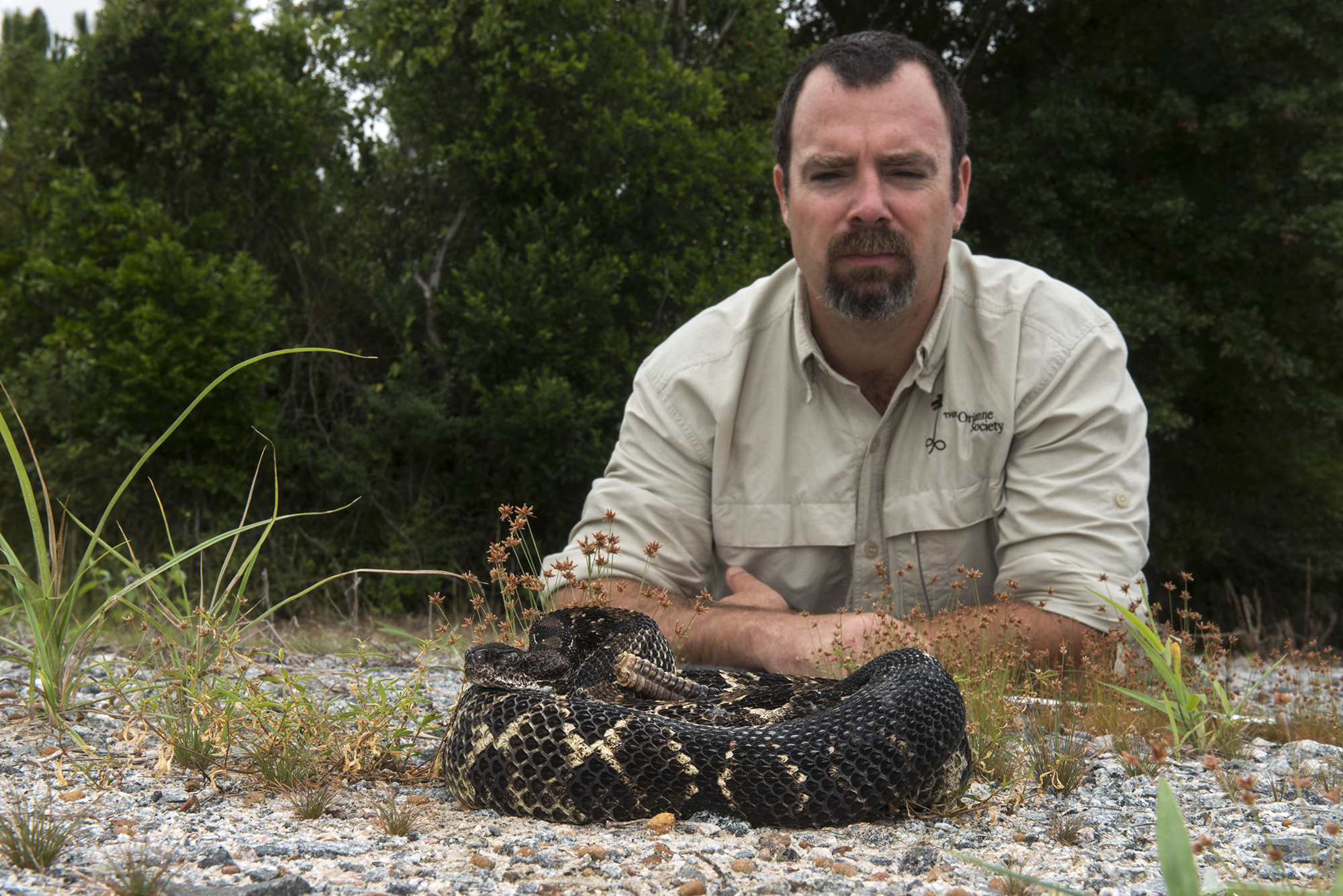 Timber Rattlesnake (Crotalus horridus) - Black morph& Chris JenkinsNorthern GeorgiaUSAHABITAT & RANGE: Deciduous forests in rugged terrain and open, rocky ledges. Eastern USA