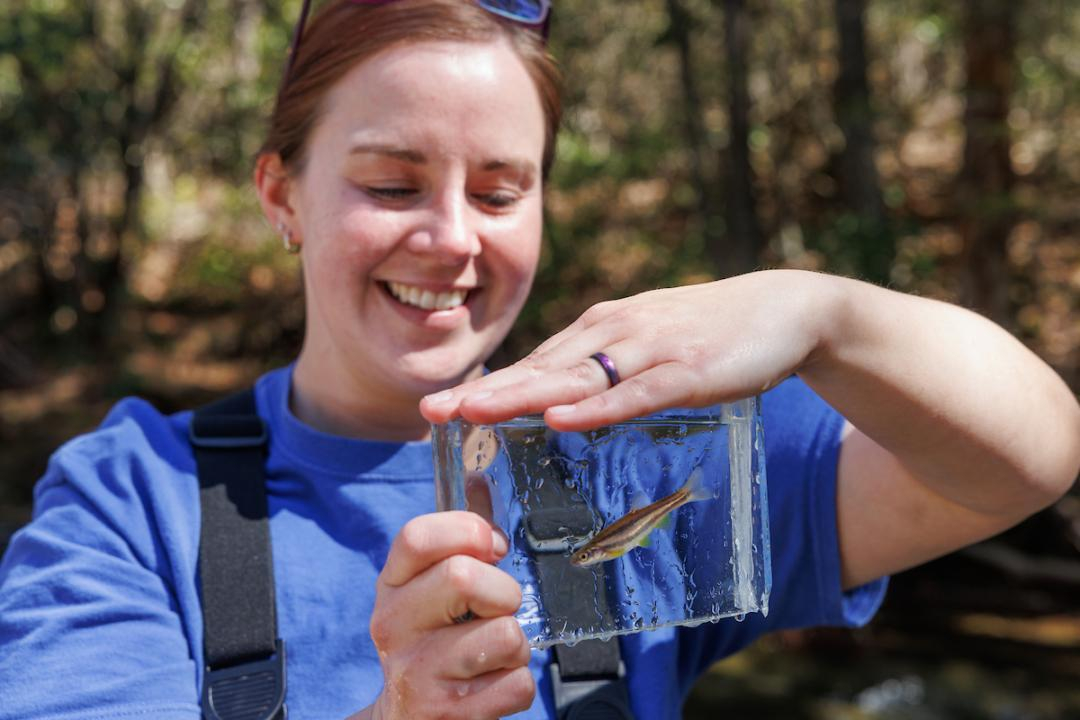 Laurel Dace Reintroduction