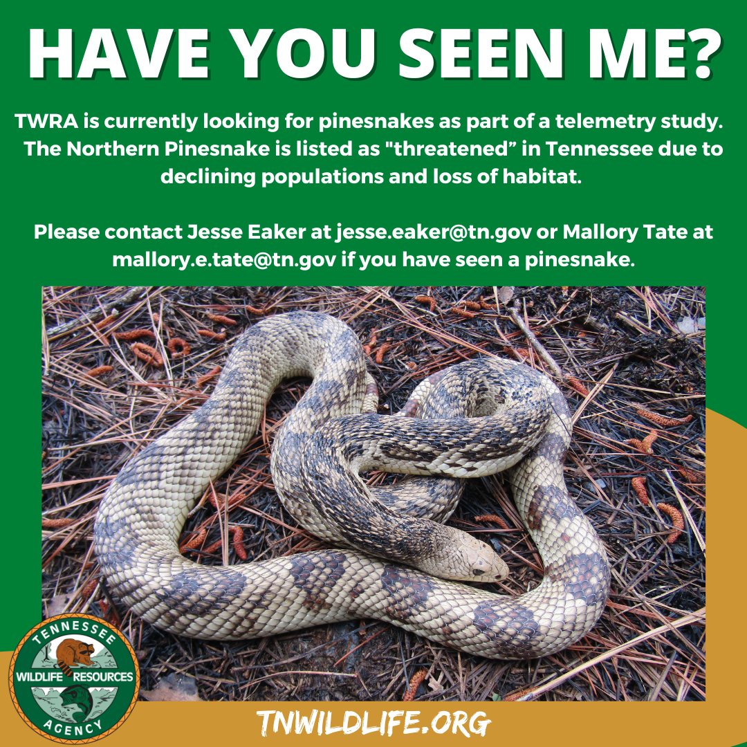 Pine snake notice