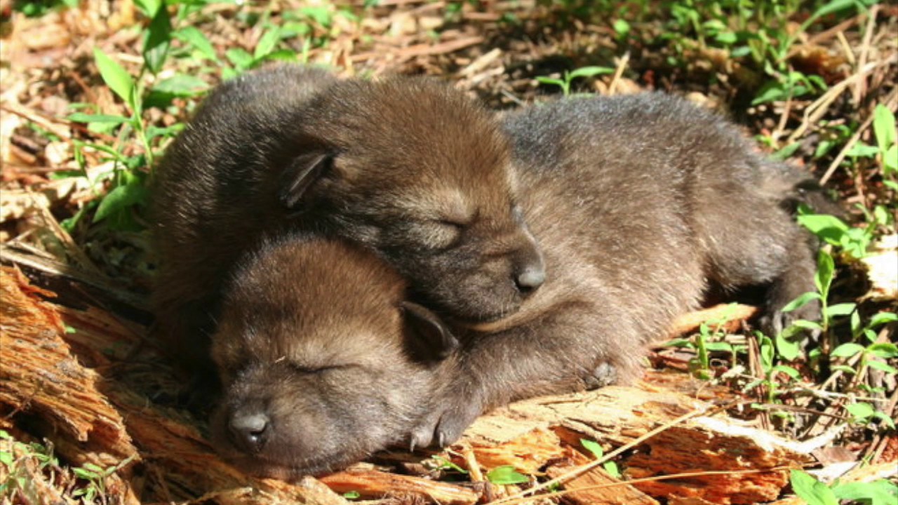 Red wolf pups