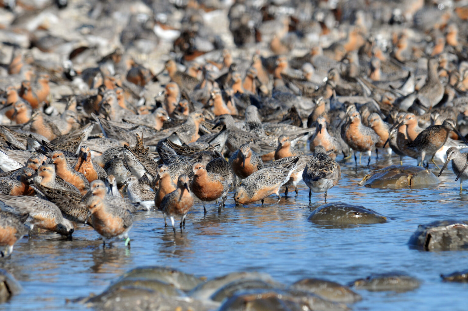 Gregory Breesered knots and horseshoe crabs - Delaware Bay