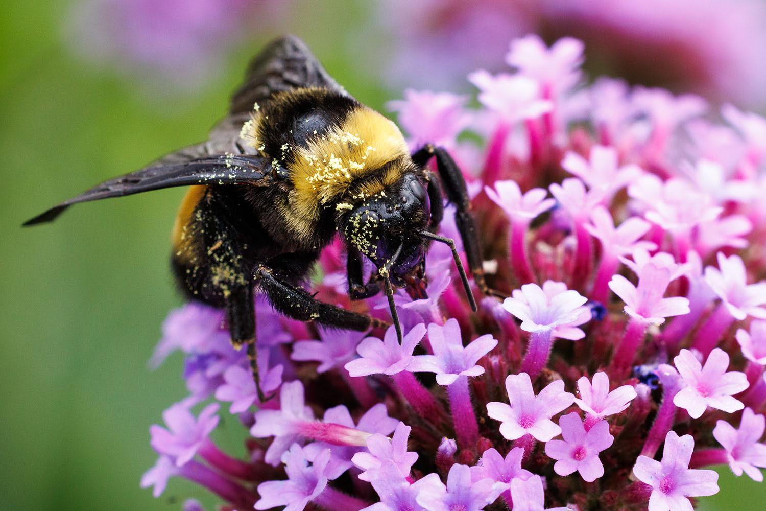 Bumble Bee (Bombus sp.) collects pollen from Purpletop Vervain (Verbena bonariensis).