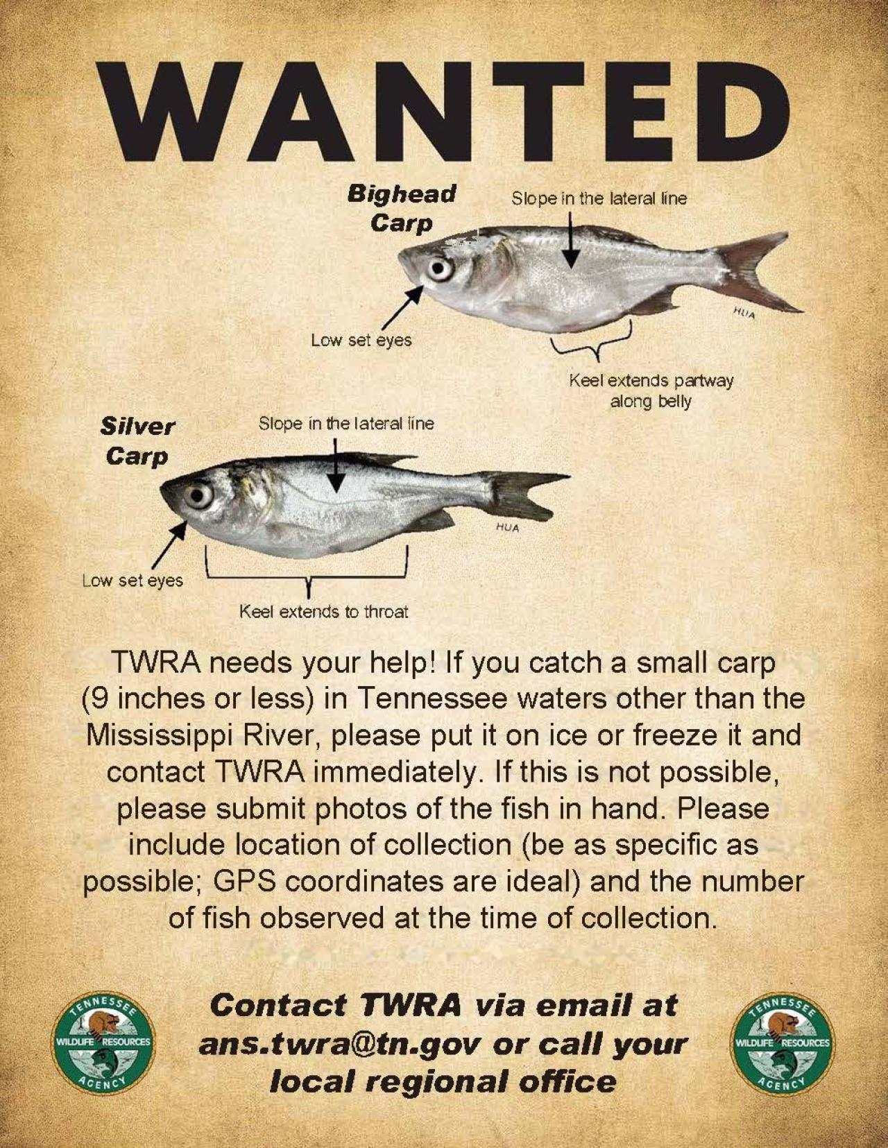 Carp WANTED ad by Tennessee Wildlife Resources Agency