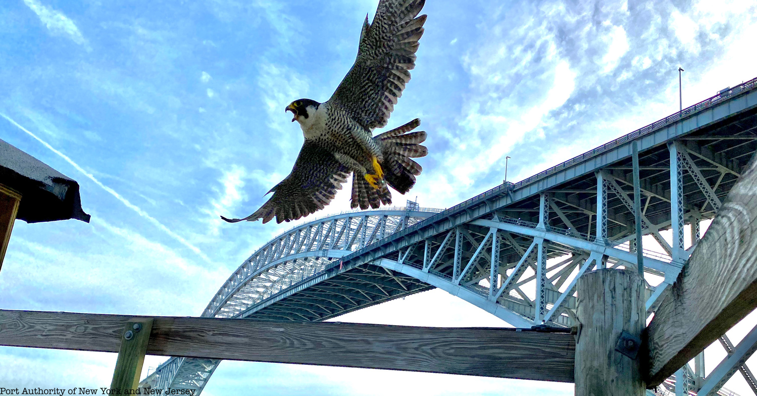 featured falcon bridge untapped new york1