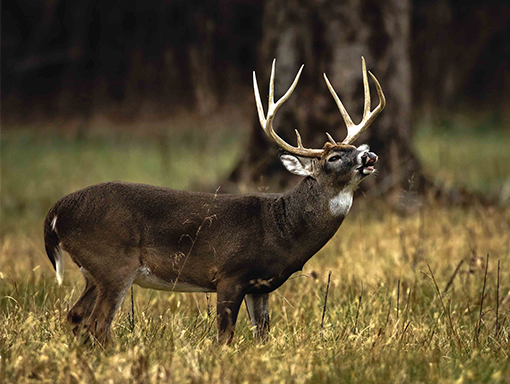 fishwildlife_CWD-deer-pic_web.png