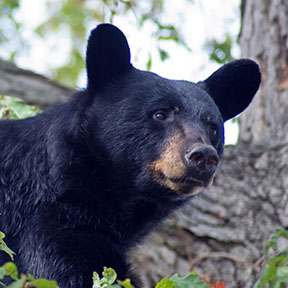 Black Bear Mike Carraway TN4