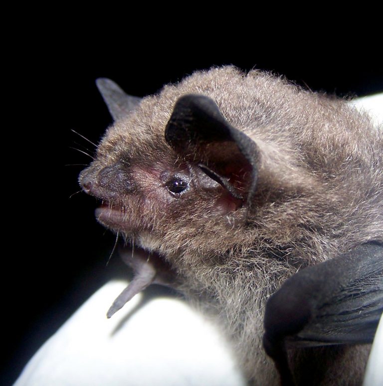 Indiana bat