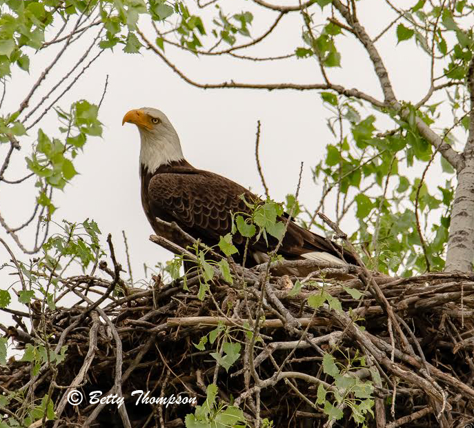 Thompson Bald Eagle