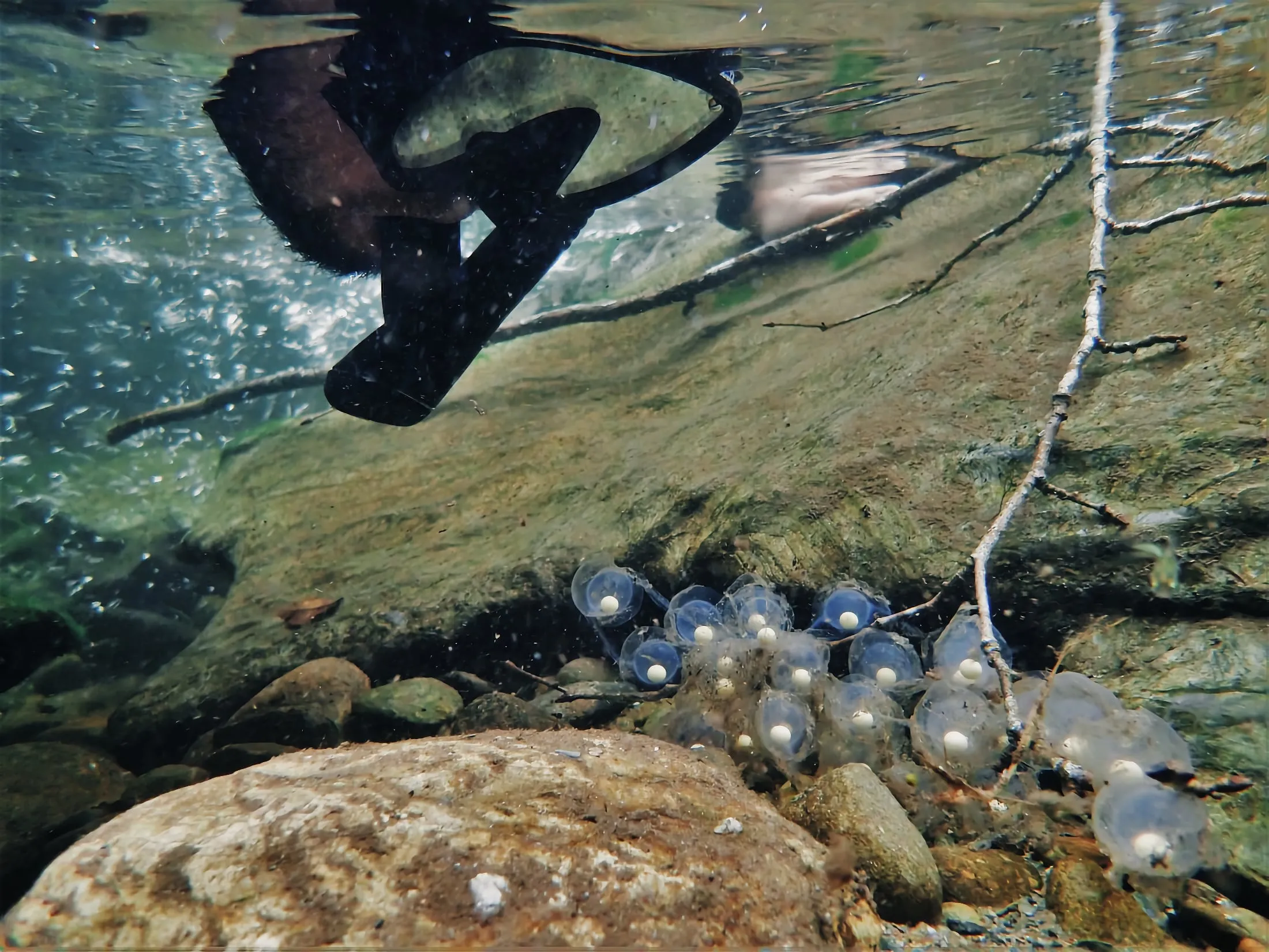 Stranded hellbender eggs