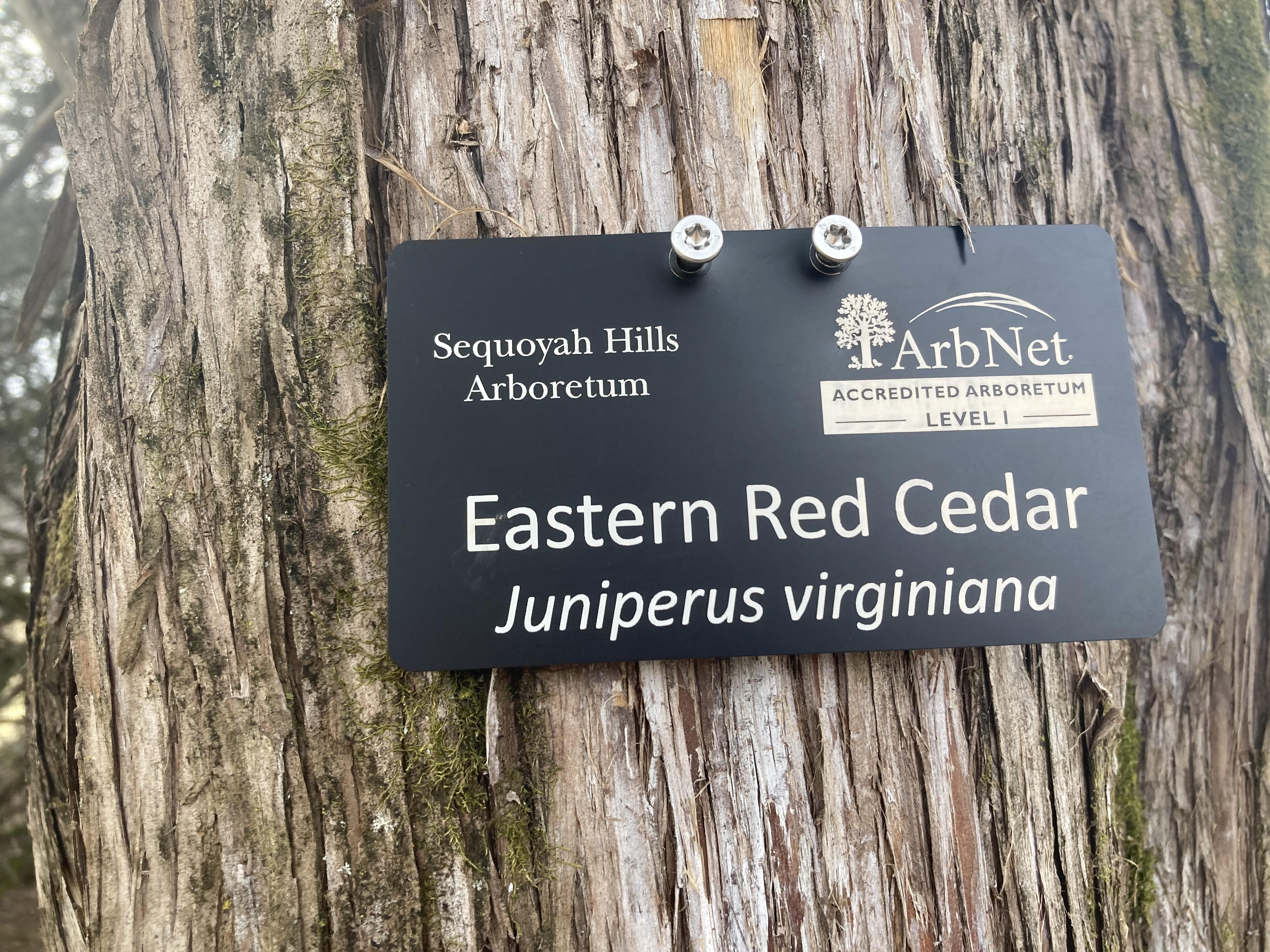 Sequoyah Hills Arboretum sign identifying the Eastern Red Cedar to which it is attached.