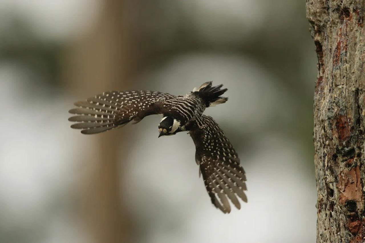 Red-cockaded woodpecker in flight.